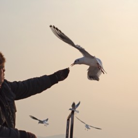 帅呆了的   海鸥