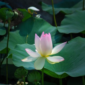 《蝶舞•荷花》